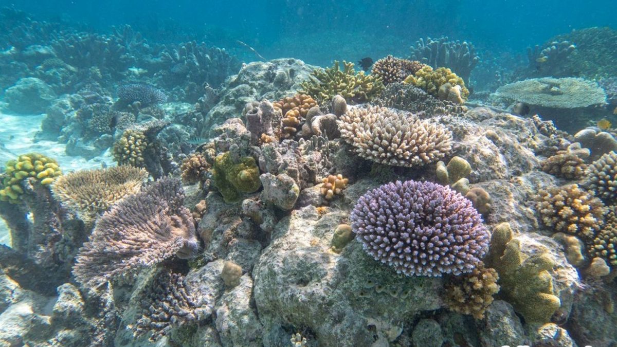 Top 5 Spots You Must See Snorkeling Solomon Islands | Tourism Solomons